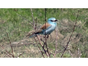 Yüksekova’da Gökkuzgun Kuşu Görüntülendi