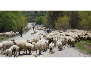 Şavak Aşireti Göçebe Çobanlık Yaparak Geçimlerini Sağlıyor