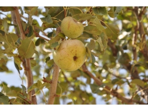 Ankara Armudu Akyurt’un Simgesi Olacak