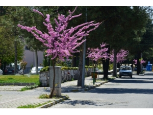Gediz’de Baharın Müjdecisi Erguvanlar Göz Kamaştırıyor