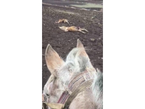 Köye İnen Kurtlar Büyükbaş Hayvanları Telef Etti