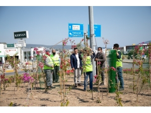 Bodrum Çiçeklerle Donatılıyor