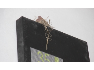 Otoparkın İçine Yuva Yapan Kuş İlgi Odağı Oldu