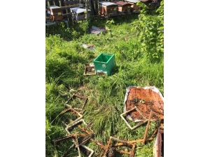 Aç Ayı Kovanlarını Parçaladı