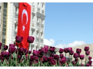Van’da Şimdi ‘Lale Mevsimi’