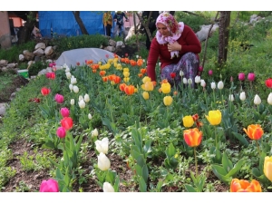 Laleler Çiçek Açtı