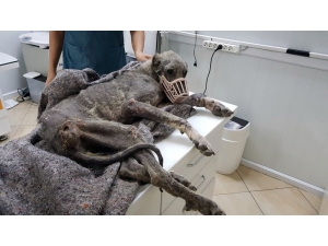 Silivri’de Kangal Cinsi Köpek Açlıktan Ölmek Üzereyken Bulundu