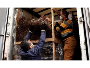 125 Bin Ahududu Fidanı Üreticiyle Buluştu