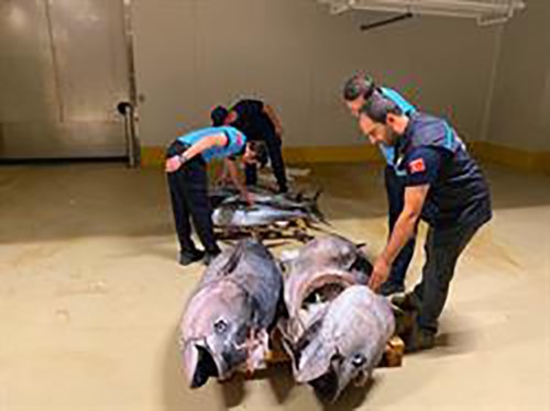 gurpinar-su-urunleri-hali-nde-denetim-700-kilogram-mavi-yuzgecli-orkinosa-el-konuldu