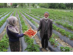 Sason’da Korona Virüs Gölgesinde Yılın İlk Çilek Hasadı Başladı