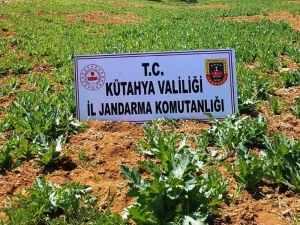 Pazarlar’da 86 Bin 150 Kök Kaçak Ekilmiş Haşhaş Bitkisi Ele Geçirildi