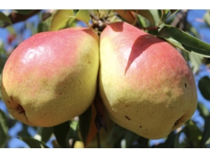 Eğirdir’in Armut Çeşitleri, Ücretim Ve Ticarete İvme Sağlayacak