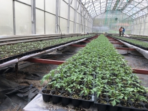 Bingöl Üniversitesinde Fide Üretimi