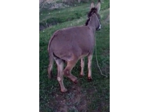 Eşeğe Zulme 947 Lira Para Cezası