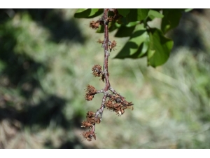 Mtü Ziraat Fakültesinden Kayısıda Çiçek Monilyası Raporu