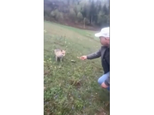 Aç Kalan Tilkiyi Elleriyle Besledi
