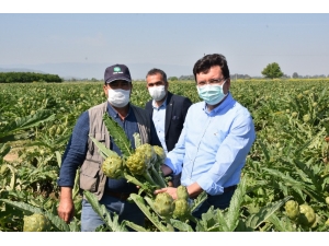 Kaymakam Şahin, Üreticileri Tarlada Ziyaret Etti