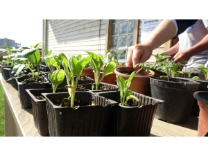 Pandemi Döneminde Yerli Tohum Ve Fidelere Yoğun İlgi