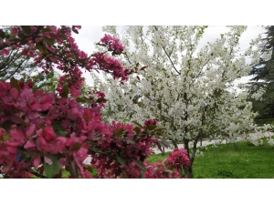 Kütahya’da İlkbahar Güzelliği