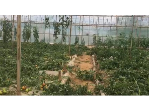 Antalya’da 2.5 Dönümdeki Domates Fidelerini Bir Gecede Kökünden Kesip Telef Ettiler