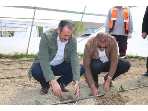 Başkan Tanış Fideleri Toprakla Buluşturdu