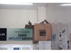 Çifte Kumruları Kimse Rahatsız Etmiyor