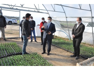 Erciş Belediyesinden Çiçek Üretimi