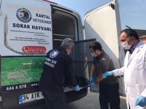 Sokak Köpeğini Ve Nesli Tükenmekte Olan Kuşu, Belediye Ekipleri Kurtardı