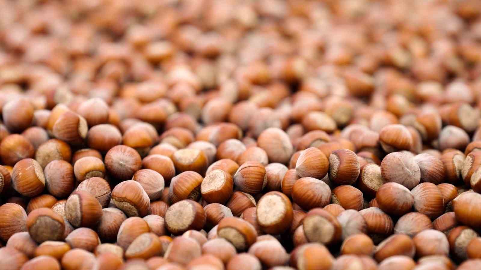 ferrero-degerli-tarim-programi-tedarik-zincirimizi-daha-dayanikli-hale-getirdi