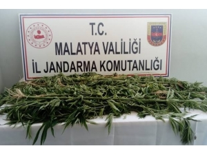 Kaçak Kenevir Ele Geçirildi