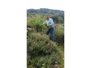 Burhaniye’de Kekik Hasadına Başlandı