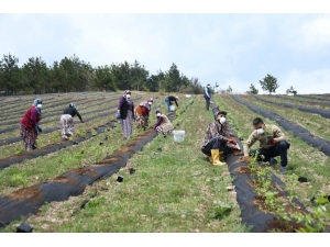 İnegöl Yaban Mersininin Merkezi Olacak