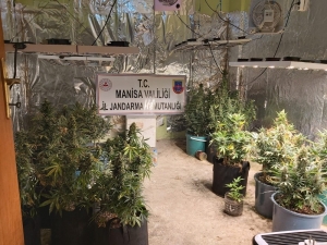 Evini İmalathaneye Çevirdi, Pet Bardakta Uyuşturucu Yetiştirdi