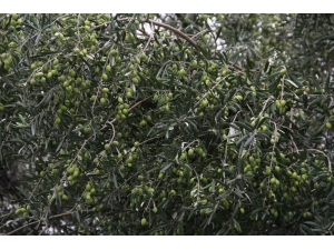 Aliağalı Zeytin Üreticilerine Önemli Duyuru