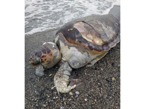 İçmeler Sahiline Ölü Caretta Vurdu