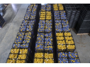 Mersin’den İstanbul’a 20 Ton Limon Daha Gönderildi