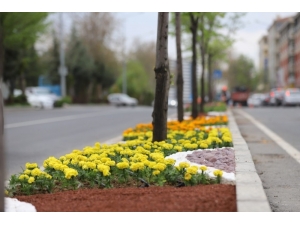 Kavşak Ve Refüjlerde Bahar Güzelliği