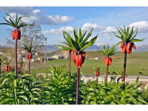 Yüksekova’da Ters Lale Güzelliği