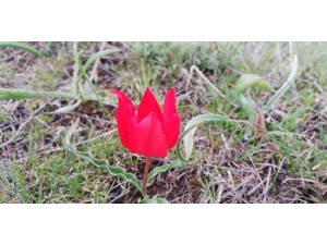 Kırmızı Laleler Görsel Şölen Oluşturdu