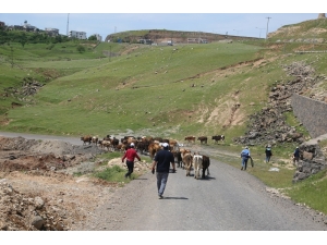 Cizre’de Başıboş Hayvanlar Toplatılıyor