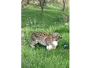 Tunceli’de Bir Vaşak, Kediyi Yakalayıp Götürdü O Anlar Görüntülendi