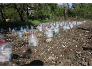 Fideleri Zarar Görmesin Diye Pet Şişelerle Koruyor