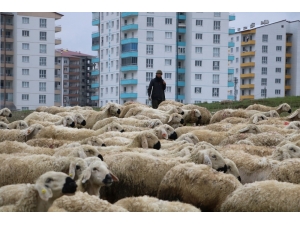 Çobanlar 1 Mayıs’ta Da Çalışmaya Devam Etti
