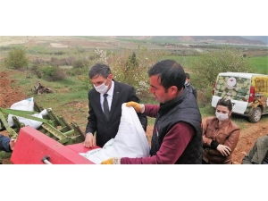 Hekimhan’a Yerli Kırmızı Mercimek Ekimi Yapıldı