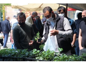 Korona Virüs Nedeniyle Evde Kalanlar Fide Satışlarını İkiye Katladı