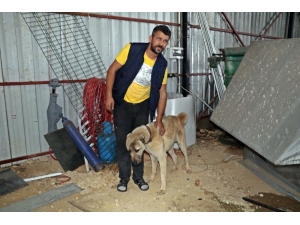 İnsafa Gelen Hırsızlar Çaldıkları Köpek Ve Güvercinleri 10 Gün Sonra Sahibine Geri Gönderdi