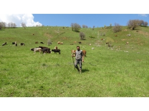 Ayılar Bir Hafta Arayla 2 Büyükbaş Hayvanı Telef Etti