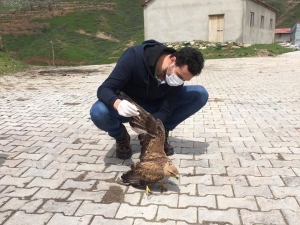 Küçük Balaban Kuşu Ve 1 Kızıl Şahin Tedavi Altına Alındı