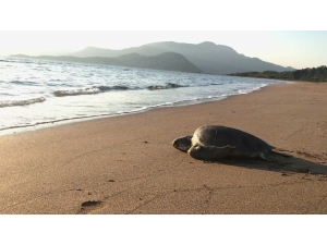 Tedavisi Tamamlanan Caretta Denize Bırakıldı