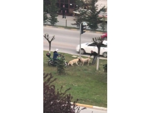 Kavga Eden Köpekleri Ayırmak İçin Seferber Oldular